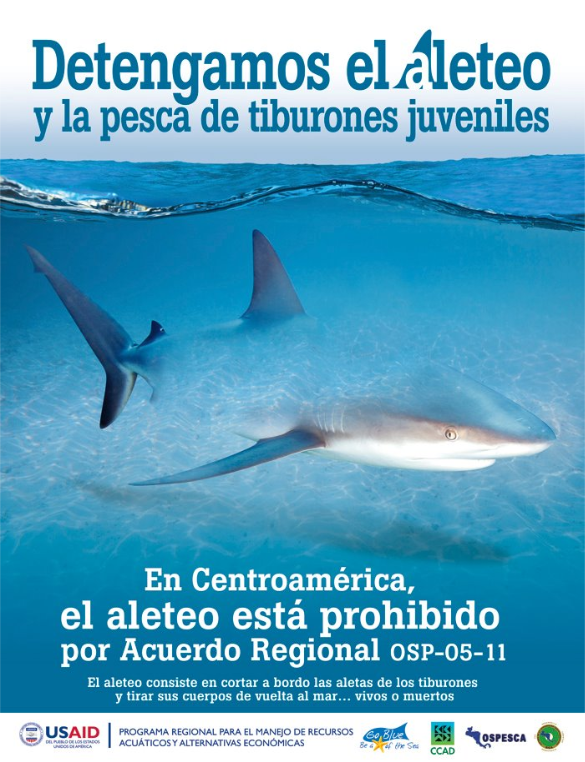 ¿Como vamos a conservar los tiburones sino sabemos cuantos mueren anualmente? (6/6)